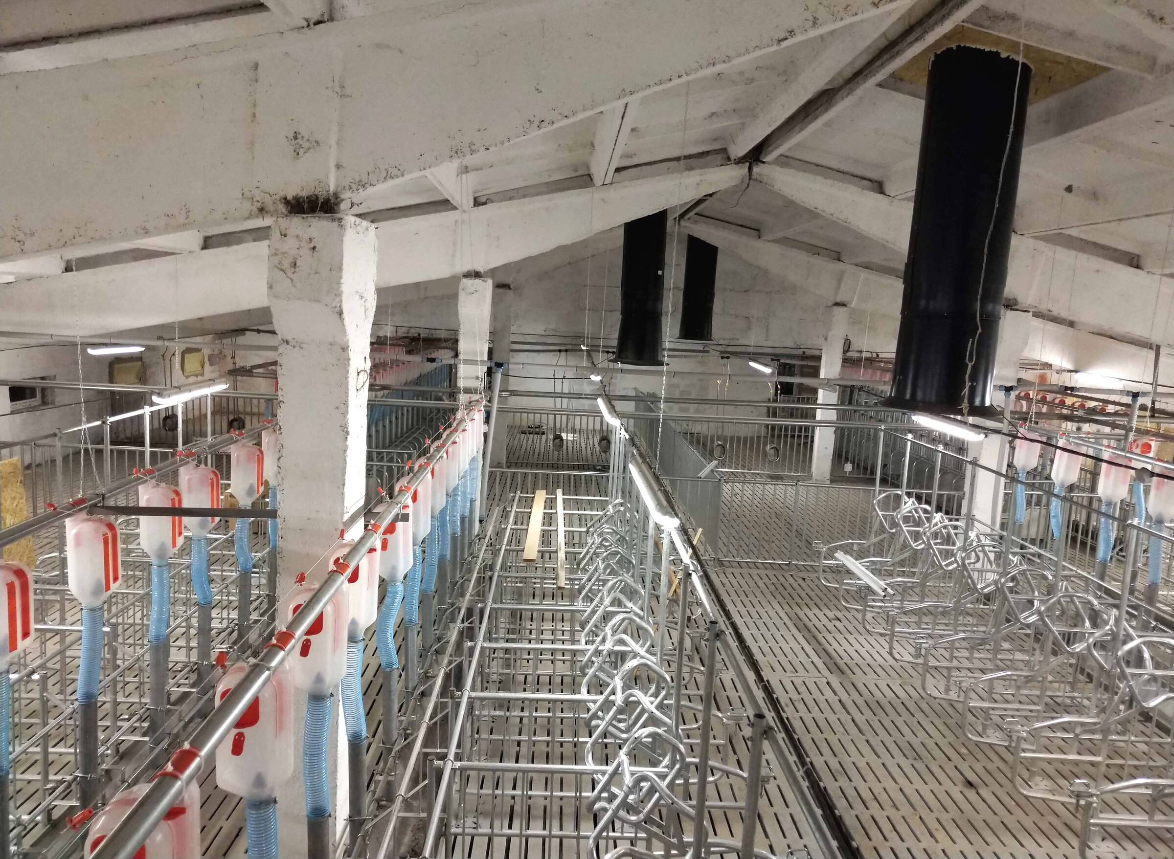 A section of the Ukrainska Volnytsia pig complex: rows of pens, feed dosers above them, aisles between the rows